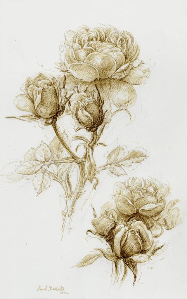 Rose ink drawing