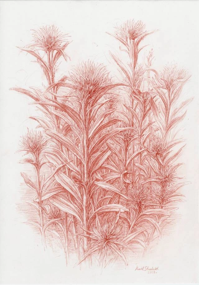 Goździk brodaty sangwina