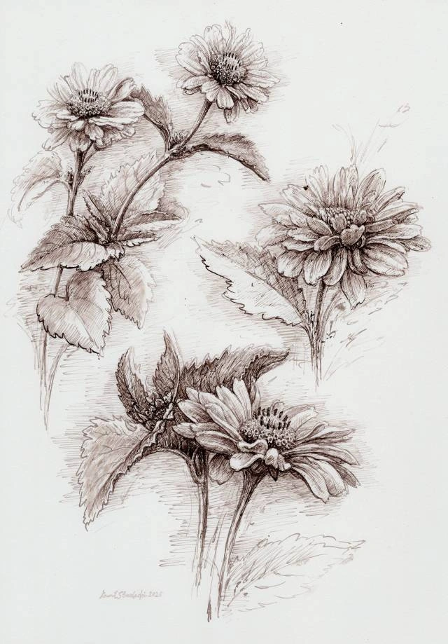 Słoneczniczek zwyczajny